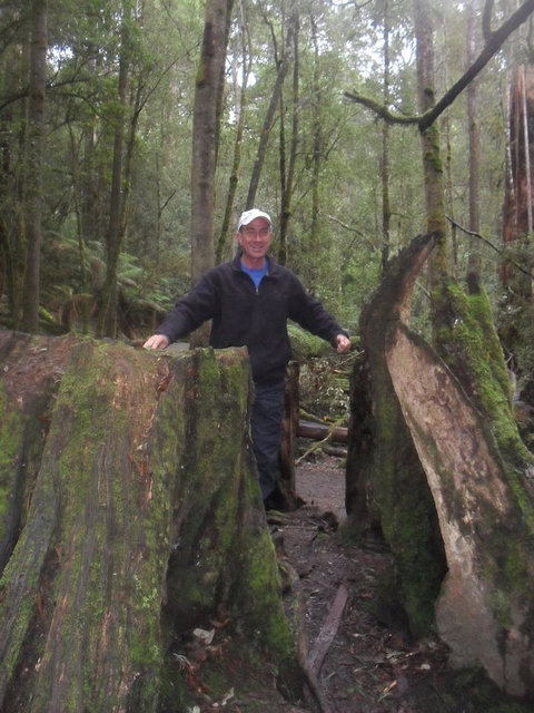 Mt Field National Park And Russell Falls From Hobart - New South Wales Tourism  8