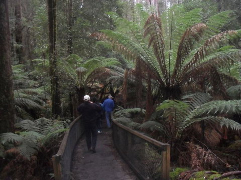 Mt Field National Park And Russell Falls From Hobart - New South Wales Tourism  5