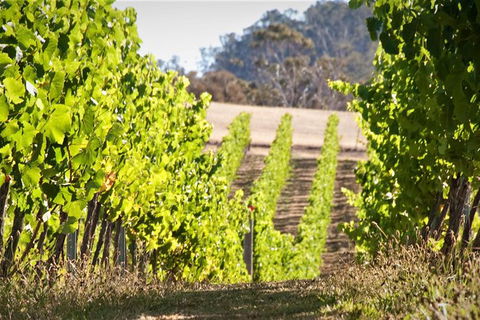 Richmond And Wine Tour Departing Hobart - New South Wales Tourism  1