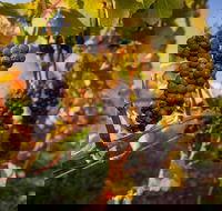 Half Day Tamar Valley Wine Tour - New South Wales Tourism 