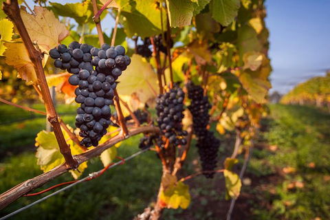 Half Day Tamar Valley Wine Tour - New South Wales Tourism  2