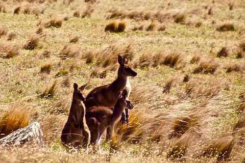 Maria Island National Park - Day Walk And Picnic Lunch - New South Wales Tourism  9