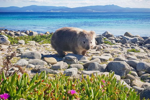 Maria Island National Park - Day Walk And Picnic Lunch - New South Wales Tourism  7
