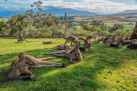 2 Day - Two Of Tasmania's Best Tour - New South Wales Tourism  1
