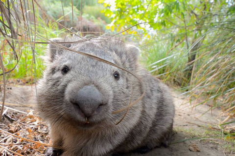 Maria Island Cruise + Walk. Renowned Day Tour With Drinks And Guided Walk - New South Wales Tourism  6