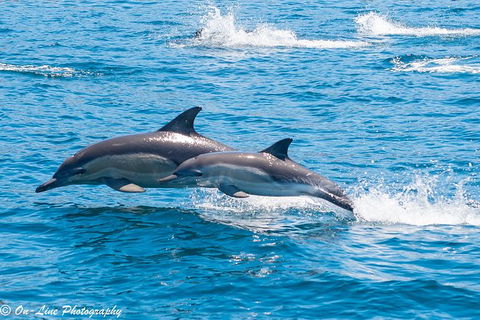 Maria Island Cruise + Walk. Renowned Day Tour With Drinks And Guided Walk - New South Wales Tourism  14