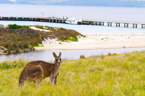 Maria Island Cruise + Walk. Renowned Day Tour With Drinks And Guided Walk - New South Wales Tourism  12