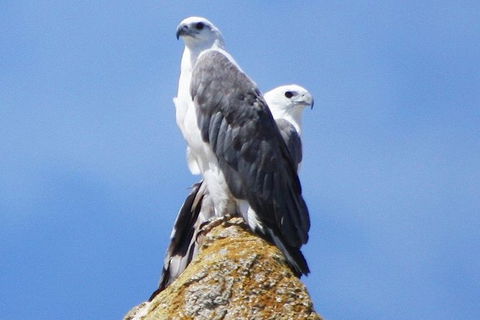 Maria Island Cruise + Walk. Renowned Day Tour With Drinks And Guided Walk - New South Wales Tourism  3