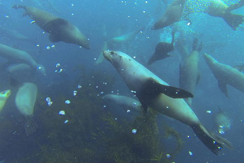 Maria Island Cruise + Walk. Renowned Day Tour With Drinks And Guided Walk - New South Wales Tourism  8