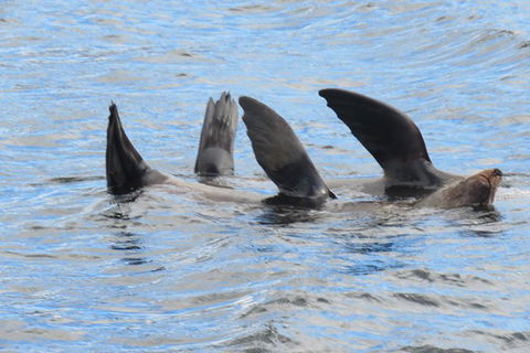 North Bruny Island Day Sail - New South Wales Tourism  5