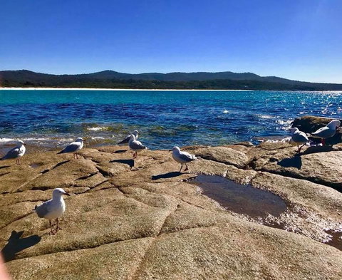 5-Day Lap Of Tasmania Tour From Hobart (flexible Ticket) - New South Wales Tourism  4