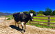 5-Day Lap Of Tasmania Tour From Hobart (flexible Ticket) - thumb 3