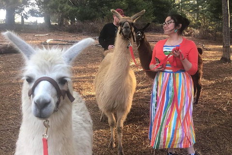 Unguided Family Llama Walk - New South Wales Tourism  1
