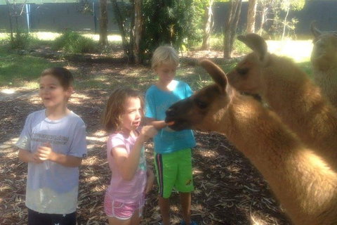 Unguided Family Llama Walk - New South Wales Tourism  0