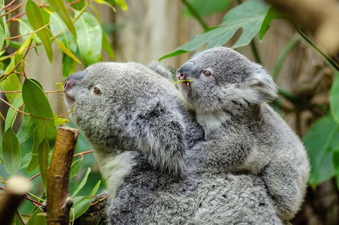 Hobart\'s Best: City, Nature, Wildlife, And Fine Cuisine - New South Wales Tourism  0