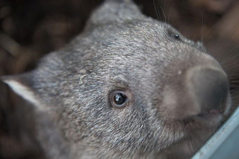 Hobart\'s Best: City, Nature, Wildlife, And Fine Cuisine - New South Wales Tourism  7
