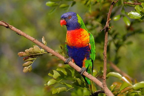 Hobart\'s Best: City, Nature, Wildlife, And Fine Cuisine - New South Wales Tourism  3