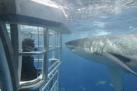 White Shark Tour With Optional Cage Dive From Port Lincoln - New South Wales Tourism  1