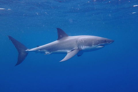 White Shark Tour With Optional Cage Dive From Port Lincoln - New South Wales Tourism  5