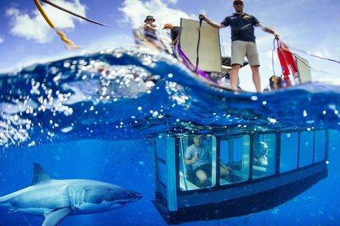White Shark Tour With Optional Cage Dive From Port Lincoln - New South Wales Tourism  3