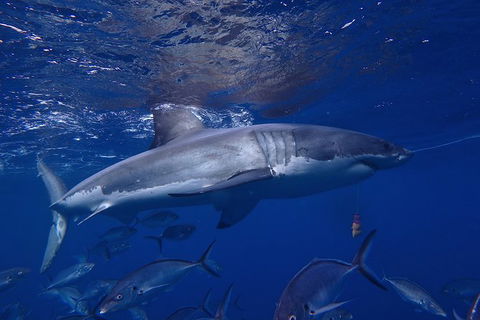 White Shark Tour With Optional Cage Dive From Port Lincoln - New South Wales Tourism  6