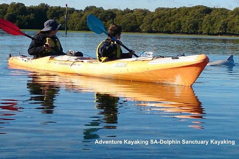 Adelaide Dolphin Sanctuary And Ships Graveyard Kayak Tour - New South Wales Tourism  0
