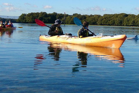 Adelaide Dolphin Sanctuary And Ships Graveyard Kayak Tour - New South Wales Tourism  3