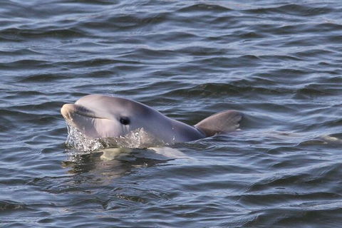 Adelaide Dolphin Sanctuary And Ships Graveyard Kayak Tour - New South Wales Tourism  6