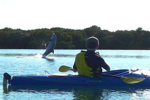 Adelaide Dolphin Sanctuary And Ships Graveyard Kayak Tour - New South Wales Tourism  2