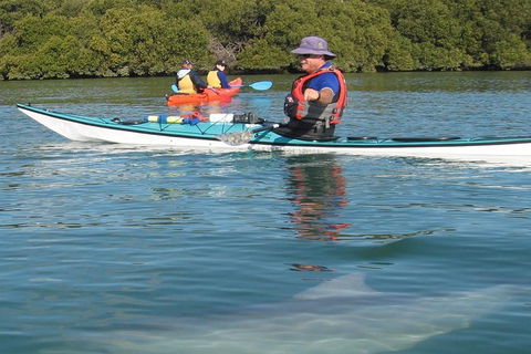 Adelaide Dolphin Sanctuary And Ships Graveyard Kayak Tour - New South Wales Tourism  5