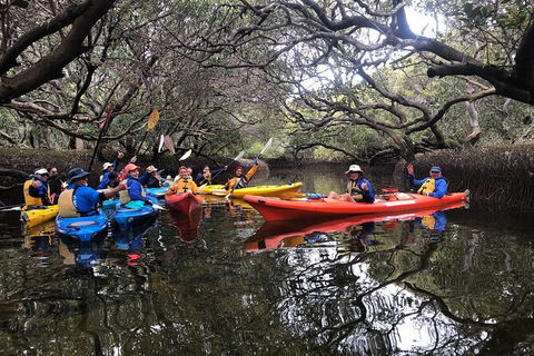 Adelaide Dolphin Sanctuary And Ships Graveyard Kayak Tour - New South Wales Tourism  10