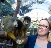 Adelaide Zoo Behind the Scenes Experience Squirrel Monkey Feeding - New South Wales Tourism 