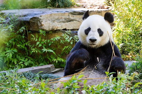 Adelaide Zoo Behind The Scenes Experience: Exclusive Giant Panda Experience - New South Wales Tourism  1