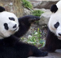 Adelaide Zoo Behind the Scenes Experience Exclusive Giant Panda Experience - New South Wales Tourism 