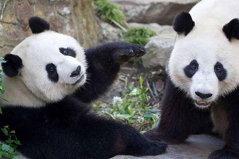 Adelaide Zoo Behind The Scenes Experience: Exclusive Giant Panda Experience - New South Wales Tourism  0