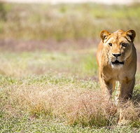 Lions at Bedtime and a day at Monarto Safari Park - New South Wales Tourism 