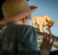 Lions 360 Experience and a Day at Monarto Safari Park - New South Wales Tourism 