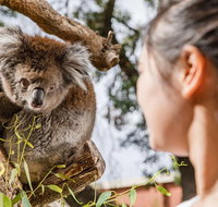 Adelaide Zoo Behind the Scenes Experience Koala Encounter - New South Wales Tourism 