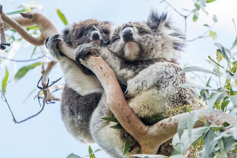 Adelaide To Melbourne 3-Day Trip Through Grampians And Great Ocean Road - New South Wales Tourism  1