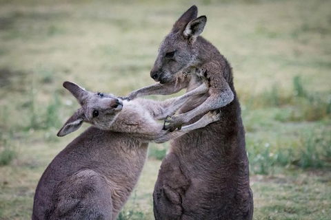 Adelaide To Melbourne 3-Day Trip Through Grampians And Great Ocean Road - New South Wales Tourism  10