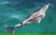 Dolphin Cruise From Adelaide With Optional Dolphin Swim - thumb 0