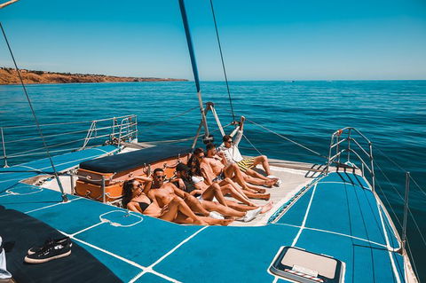 Dolphin Cruise From Adelaide With Optional Dolphin Swim - New South Wales Tourism  3