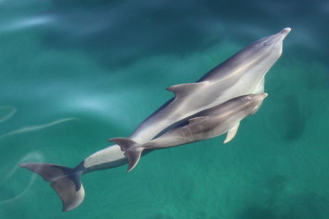 Dolphin Cruise From Adelaide With Optional Dolphin Swim - New South Wales Tourism  2