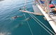 Dolphin Cruise From Adelaide With Optional Dolphin Swim - thumb 6