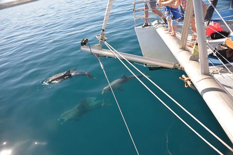 Dolphin Cruise From Adelaide With Optional Dolphin Swim - New South Wales Tourism  6