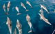 Dolphin Cruise From Adelaide With Optional Dolphin Swim - thumb 5