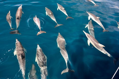 Dolphin Cruise From Adelaide With Optional Dolphin Swim - New South Wales Tourism  5