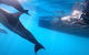 Dolphin Cruise From Adelaide With Optional Dolphin Swim - thumb 7