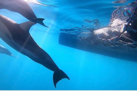 Dolphin Cruise From Adelaide With Optional Dolphin Swim - New South Wales Tourism  7