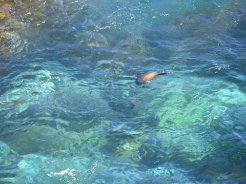 2-Day Kangaroo Island Adventure Tour From Adelaide - New South Wales Tourism  9